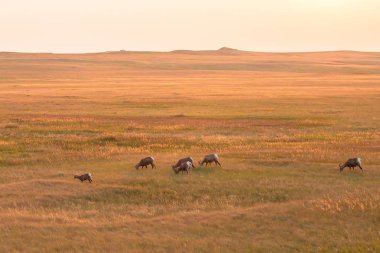 Zor ofbig korna koyun. 