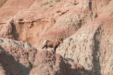 Bighorn koyun ayakta bir kayanın üzerinde.