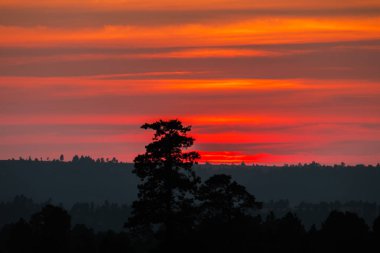 Günbatımı turuncu ve kırmızı bulutların arkasına çam ağaçları ile.