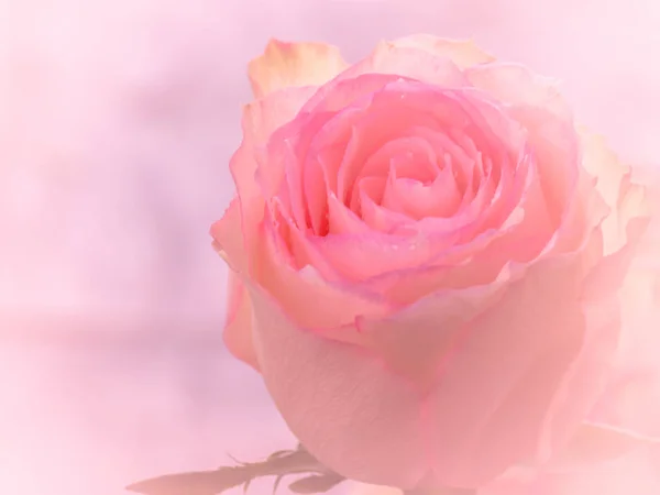 Close up de rosa e gotas de água . — Fotografia de Stock