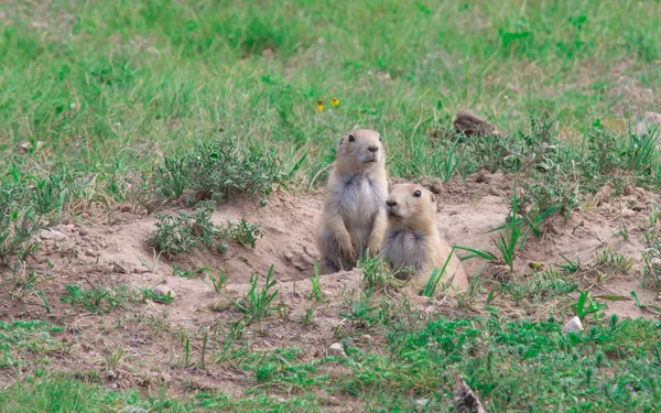 Black-tailed prairie dogs (Cynomys ludovicianus). — Stock Photo, Image