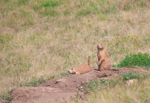 Black-tailed prairie dogs (Cynomys ludovicianus). — Stock Photo, Image
