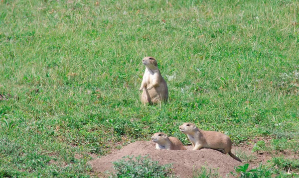 Black-tailed prairie dogs (Cynomys ludovicianus). — Stock Photo, Image