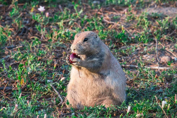 Black-tailed prairie dog (Cynomys ludovicianus). — Stock Photo, Image