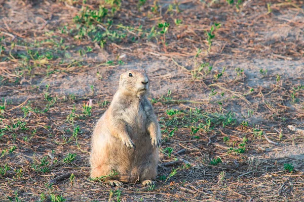 Black-tailed prairie dog (Cynomys ludovicianus). — Stock Photo, Image