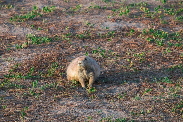 Black-tailed prairie dog (Cynomys ludovicianus). — Stock Photo, Image