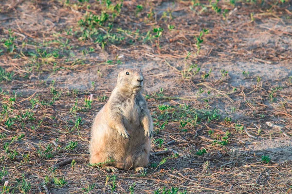 Fekete farkú prérikutya (Cynomys ludovicianus)). — Stock Fotó