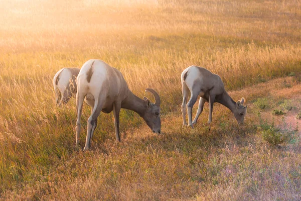 Big Horn Oveja Madre y bebés . —  Fotos de Stock