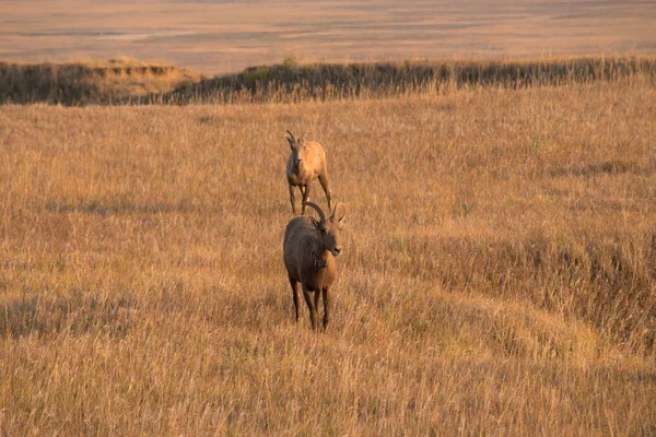 Big Horn Sheep están caminando en el callejón sin salida . —  Fotos de Stock