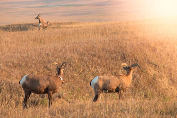 Big Horn Sheep familj, morther och baby och Big Horn Sheep i besättningen visar generositet till varandra i deadow medan solnedgång. — Stockfoto