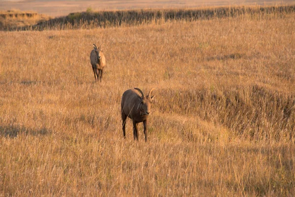 Big Horn Sheep vandrar i deadow. — Stockfoto