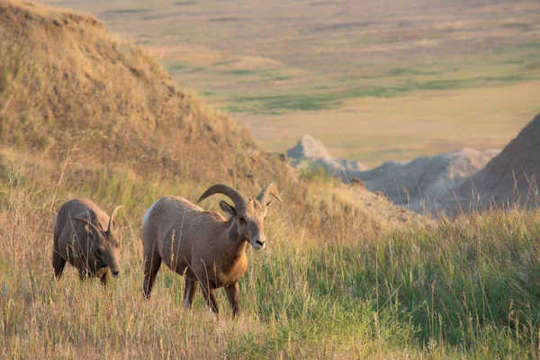 Big Horn ovce jdou deadow. — Stock fotografie