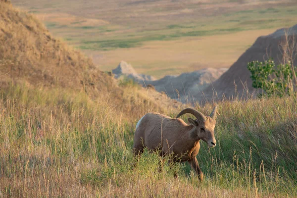 Big Horn Sheep vandrar i deadow. — Stockfoto