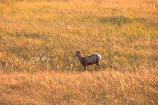 Büyük Horn koyun deadow standları. 