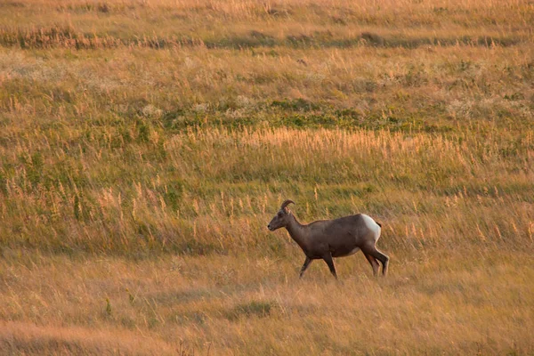 Big Horn ovce je chůze v deadow — Stock fotografie