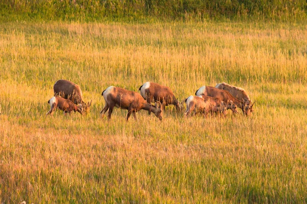 Hard of Big Horn Sheep . — стоковое фото