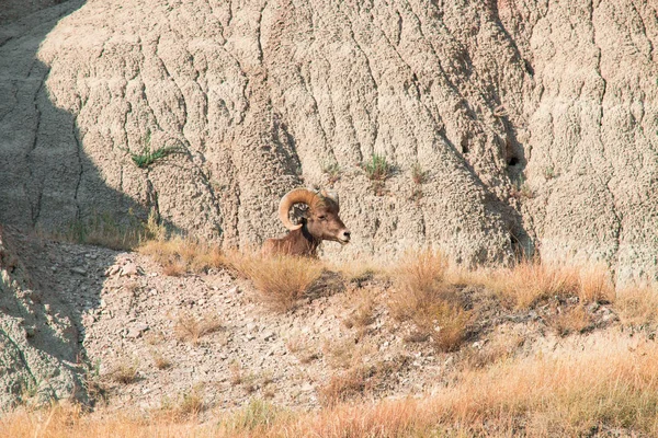 Oveja bighorn acostado en una roca . —  Fotos de Stock