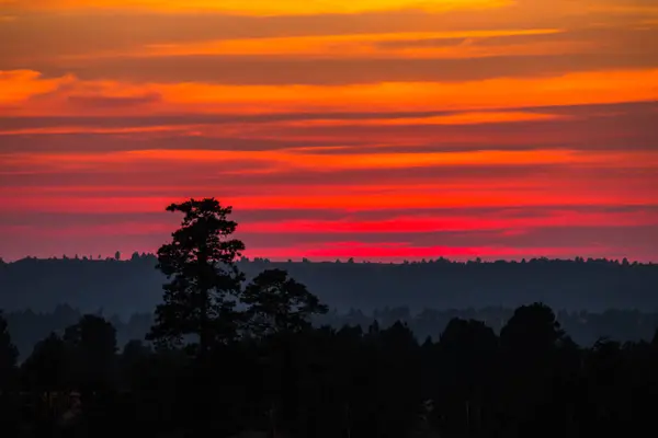 Pôr do sol com nuvens laranja e vermelha atrás de pinheiros . — Fotografia de Stock