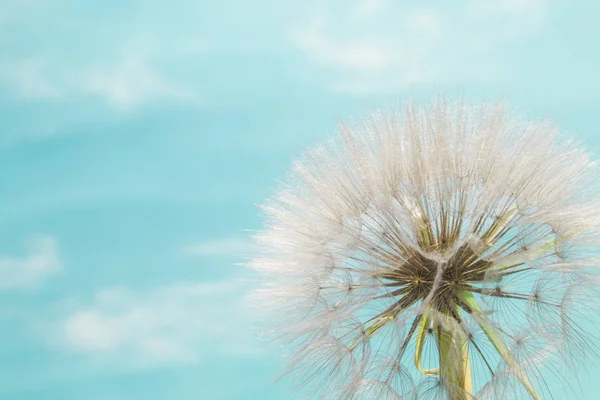 Nahaufnahme eines Löwenzahns (taraxacum officinale)). — Stockfoto