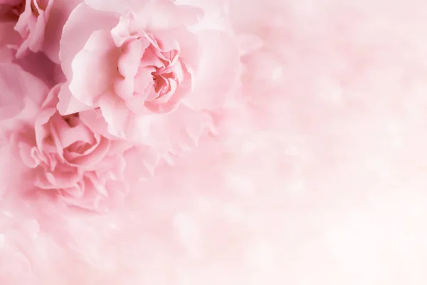 Pembe karanfil çiçek buketi yumuşak filtre arka plan üzerinde. 