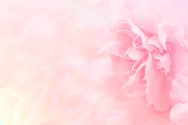 Rózsaszín szegfű virág csokor, lágy szűrő háttér. — Stock Fotó