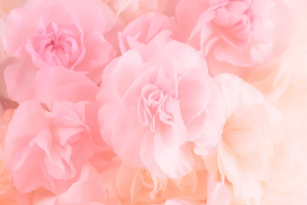 ソフト フィルターの背景にカーネーションの花の花束. — ストック写真