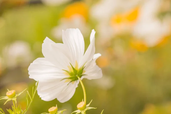 Kosmos-Blumen blühen im Garten. — Stockfoto