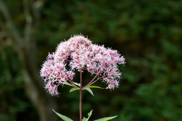 Trumetweed の庭の美しい花. — ストック写真