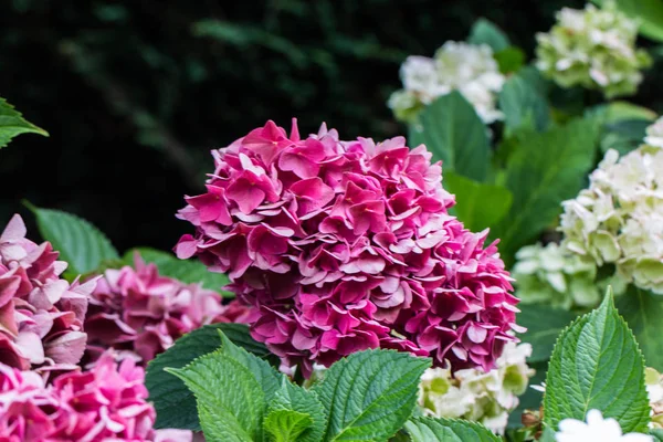 Bahçede çiçek Hydrengeas çiçek.