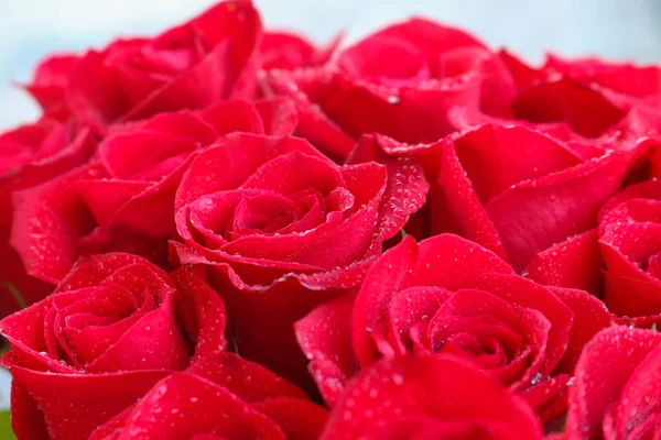 Close up of red roses and water drops. — Stock Photo, Image