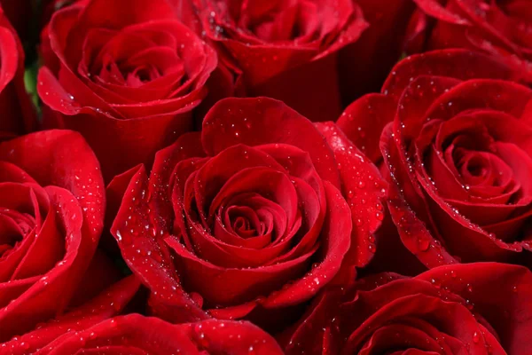 Nahaufnahme von roten Rosen und Wassertropfen. — Stockfoto