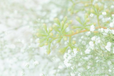 Arka plan ile minik beyaz ve yeşil çiçekler 