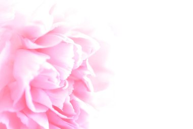 Pembe karanfil çiçek buketi. yumuşak filtre.