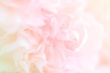 Pembe karanfil çiçek buketi. yumuşak filtre.