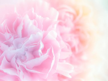 Pembe karanfil çiçek buketi. yumuşak filtre.