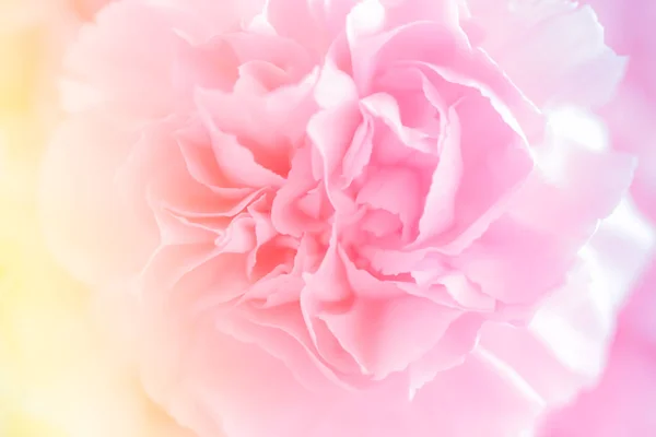 Bouquet Fleurs Oeillet Rose Filtre Souple — Photo