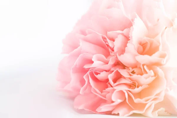 Pembe karanfil çiçek buketi. yumuşak filtre.