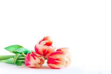 Beyaz zemin üzerine kırmızı lale, yakın çekim.