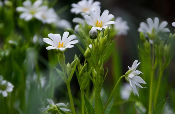 White wild flowers — Stock Photo, Image