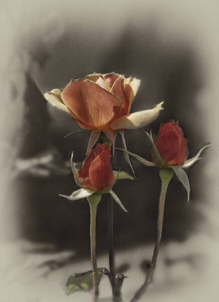Roses of San Diego, Sepia