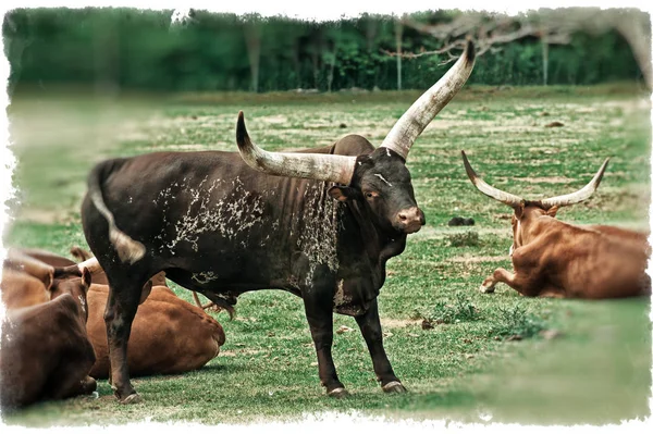 Highland krávy Afrika — Stock fotografie