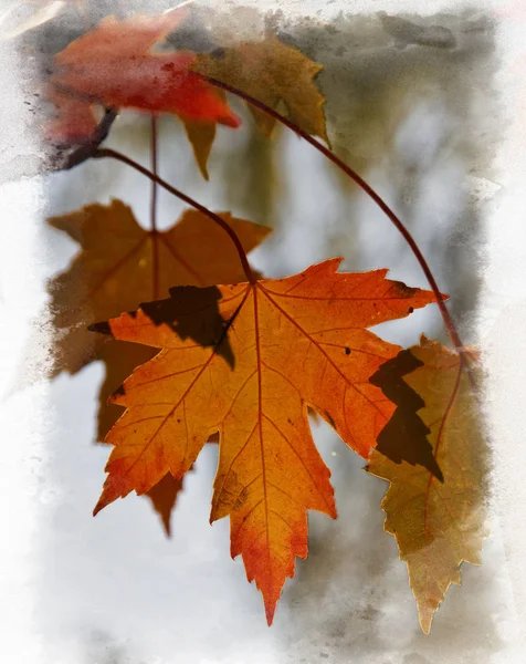 Red maple leaf as an autumn symbol as a seasonal themed concept as an icon of the fall weather on an isolated white background.  Photo by Alex