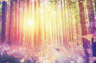 Peri masalı Retro tarzı ormanda. Dokulu kağıt Vintage. Geometrik çizgi, doğa arka plan ile sınırındaki dağ manzarası