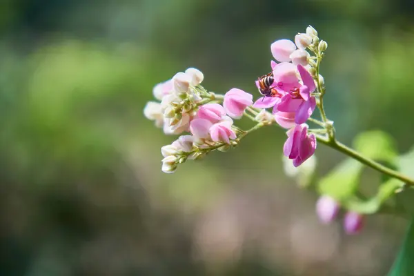 Arı yarım bayt tatlı pembe çiçekler, bulr backgroung, kopya alanı