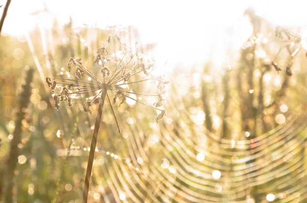 日の出のクモの巣 — ストック写真