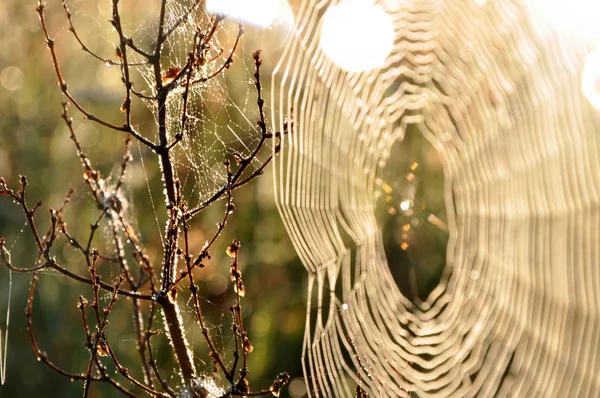 Teia de aranha ao nascer do sol — Fotografia de Stock