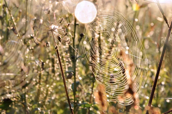 Teia de aranha ao nascer do sol — Fotografia de Stock