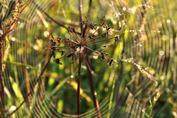 Teia de aranha ao nascer do sol — Fotografia de Stock