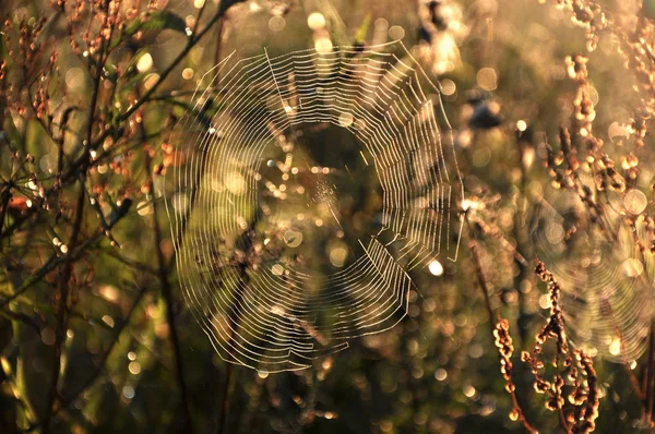 日出时的蜘蛛网 — 图库照片