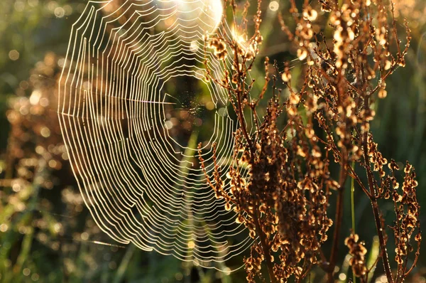 日出时的蜘蛛网 — 图库照片
